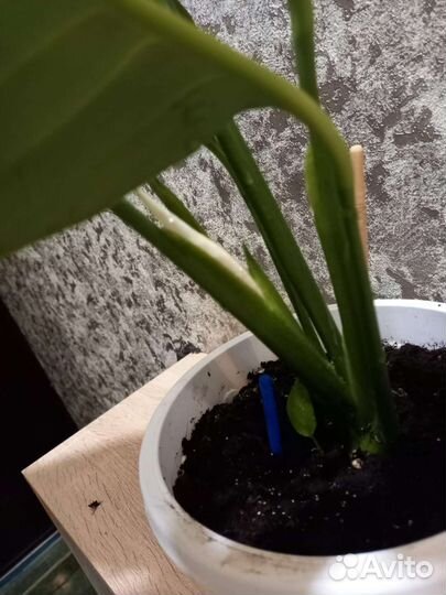 Комнатные растения 