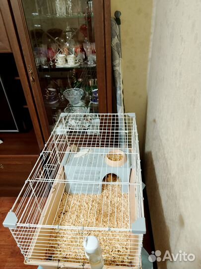 Морская свинка с клеткой