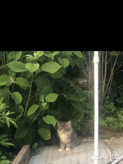 Отдаю даром Котята маленькие 1,5-2 месяца