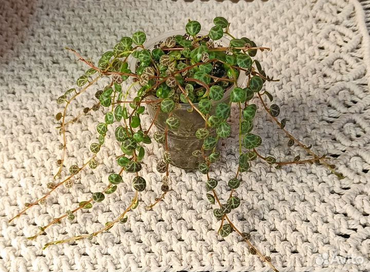 Мирт, Пеперомия Прострата