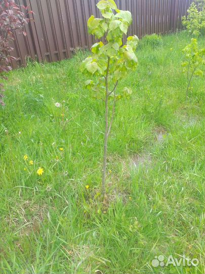 Липа/Дуб/Рябина/Калина/Айва японская/Каштан