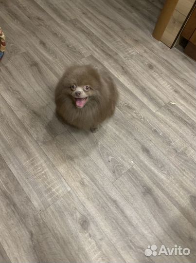 Шпицуля лиловый пати и однотонный