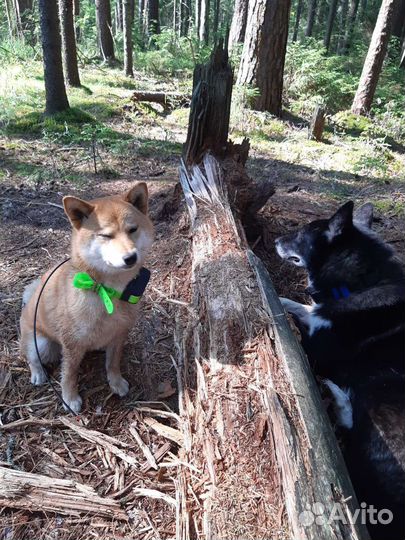 Дрессировка собак с передержкой