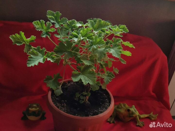 Герань пеларгония душистая