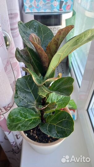 Фикус лирата бамбино