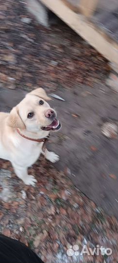 Барин девок захотел