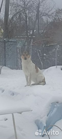 Потерялась собака