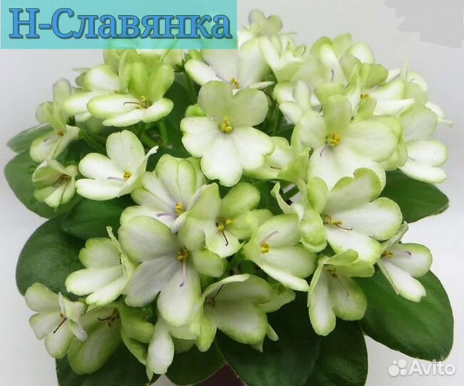 Сортовые фиалки мини