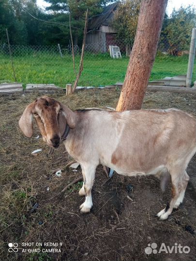 Англо нубийские козы