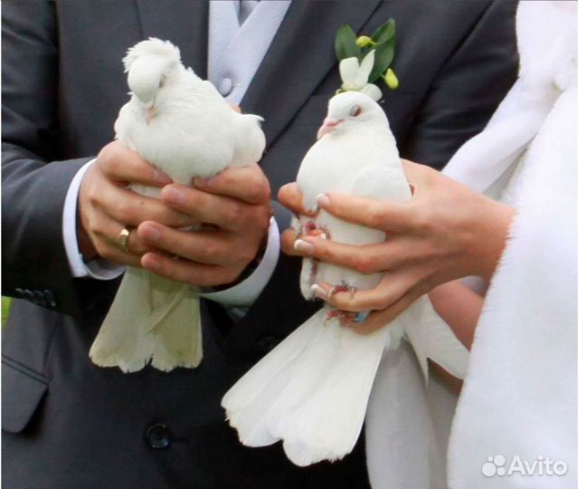 Голуби на свадьбу или праздник