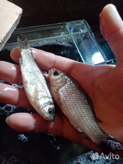 Зимняя рыбалка