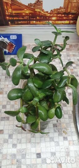 Толстянка (денежное дерево), кактусы