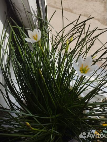 Комнатные цветы