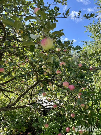 Яблоки садовые