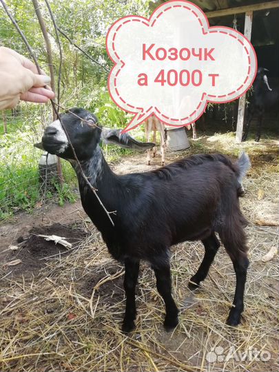 Козы