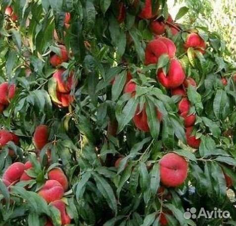 Персик инжирный сорт Сатурн саженцы