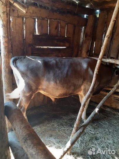 Телка, и быки