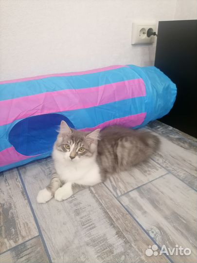 Кошки Курильский Бобтейл