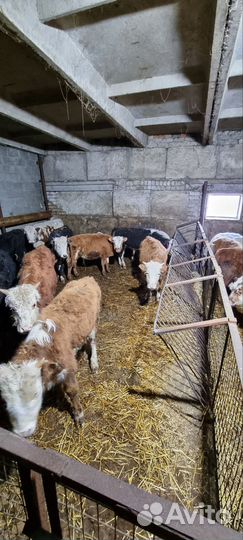 Телята бычки