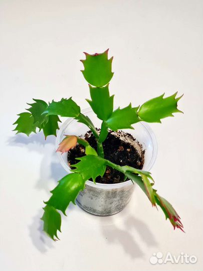 Декабрист (шлюмбергера) бело-оранжевый