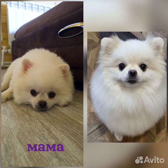 Щенки шпица