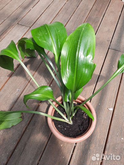 Эухарис амазонская лилия