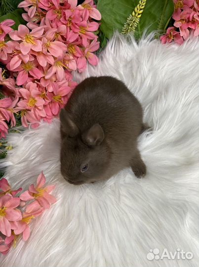 Кролик миниатюрный