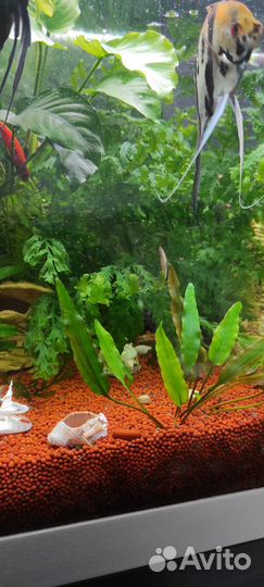 Аквариумные растения