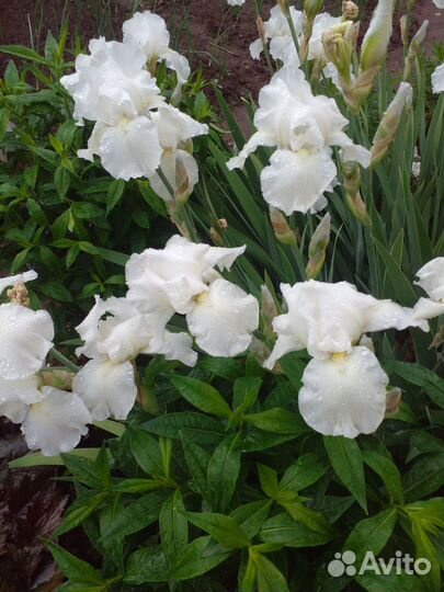 Ирис белый