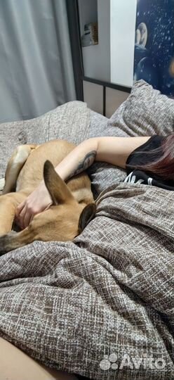 Передержка, зооняня, догситтер