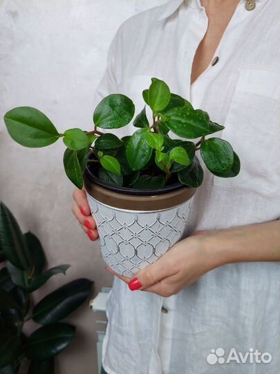 Пеперомия глабелла