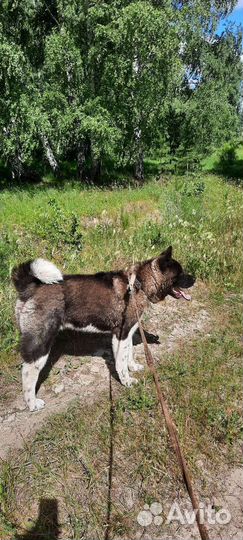 Американская Акита вязка