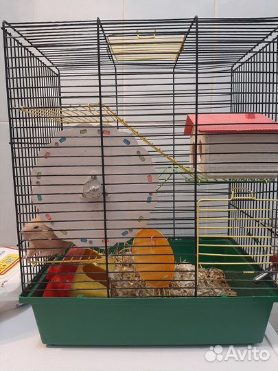 Сирийский хомяк с клеткой бесплатно