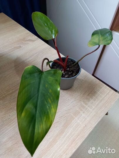 Филодендрон краснеющий