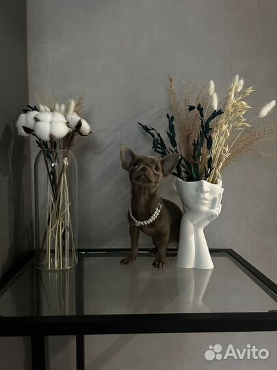 Щенок чихуахуа девочка