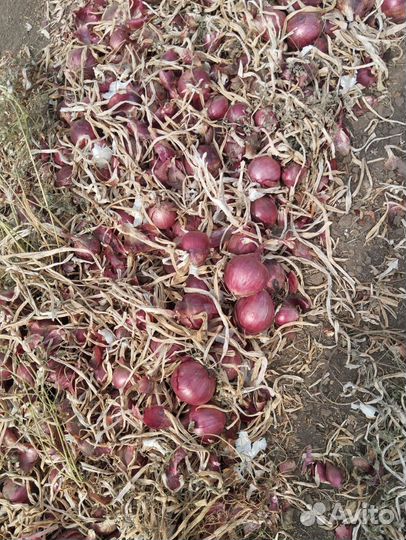 Лук фиолетовый