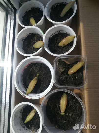 Цветы сукулент