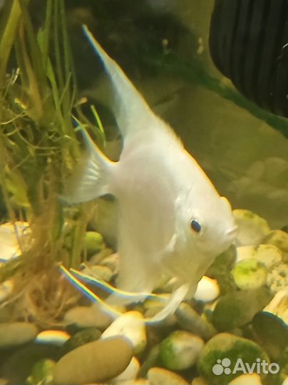 Скалярия белая платина самка 1,5 года