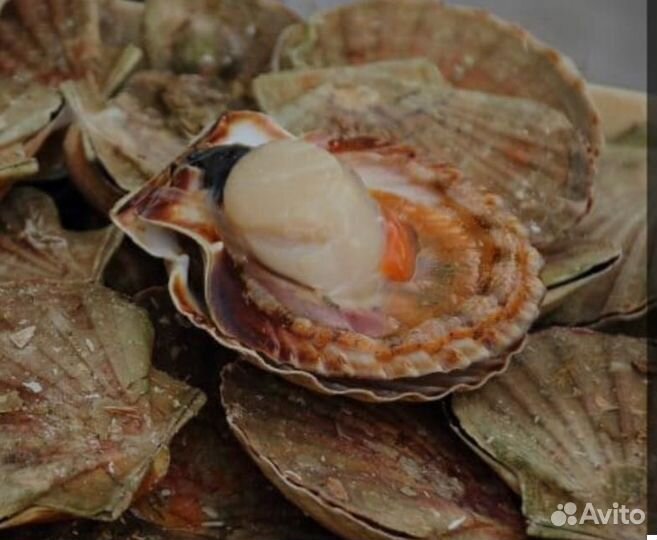 Шикарный гребешок в створках