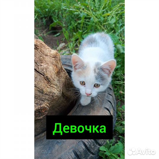 Котенок