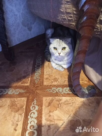 Шотландская вислоухая