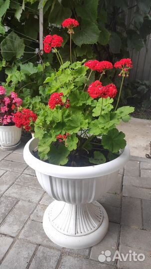 Пеларгония герань розебудная махровая плющелистная