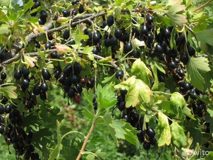 Черная смородина