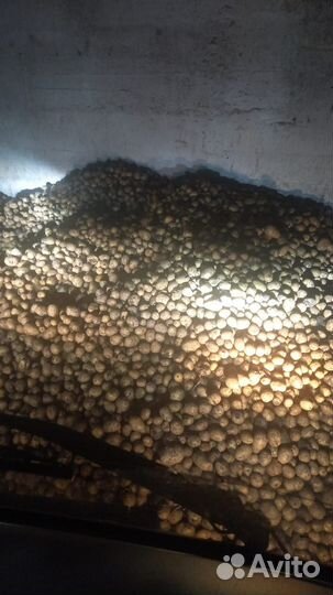 Продам семенной картофель сорта Гала