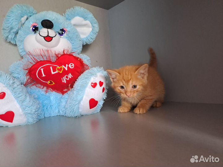 Котики ищут дом
