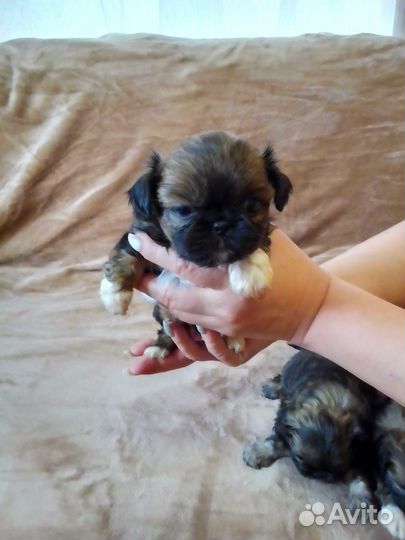 Щенки пекинеса