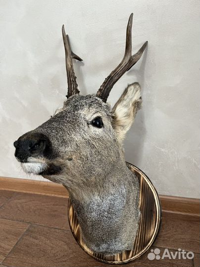 Чучело головы косули
