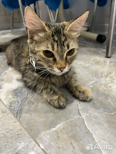 Кошка в дар