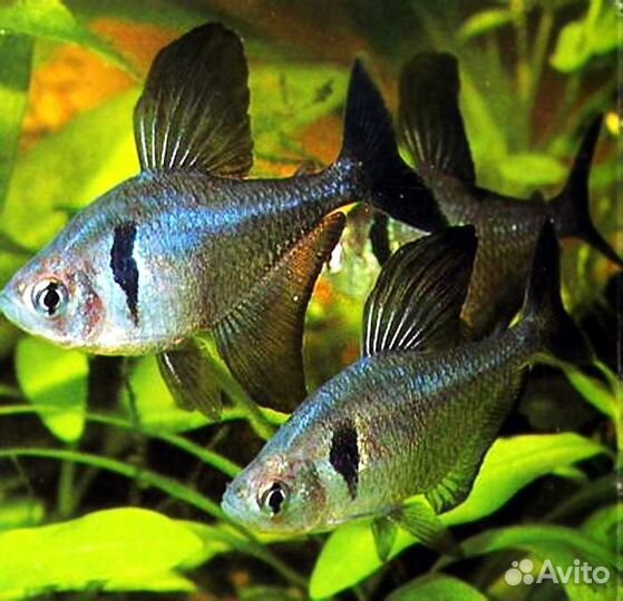 Продаю аквариумную рыбу собственного разведения: