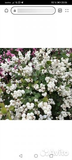 Декоративный кустарник снежноягодник